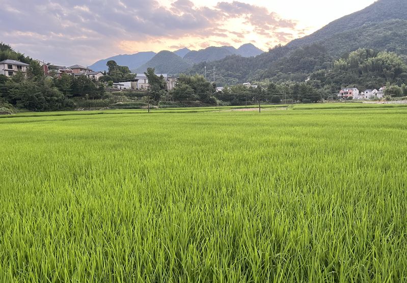 政策解讀│河南省惠農支農資金政策明白本之糧油規模種植主體單產提升行動