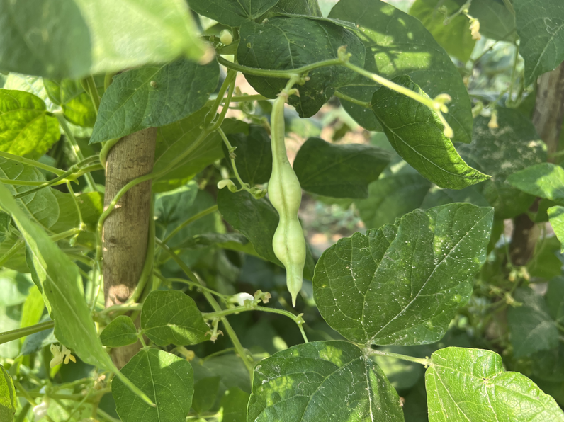 北京農機鑒定推廣站對接設施蔬菜智能激光除草裝備試驗項目