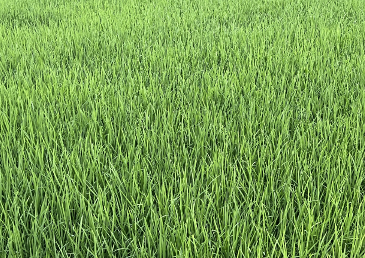 海南省通报2025年第三批农机购置补贴投档违规行为处理情况