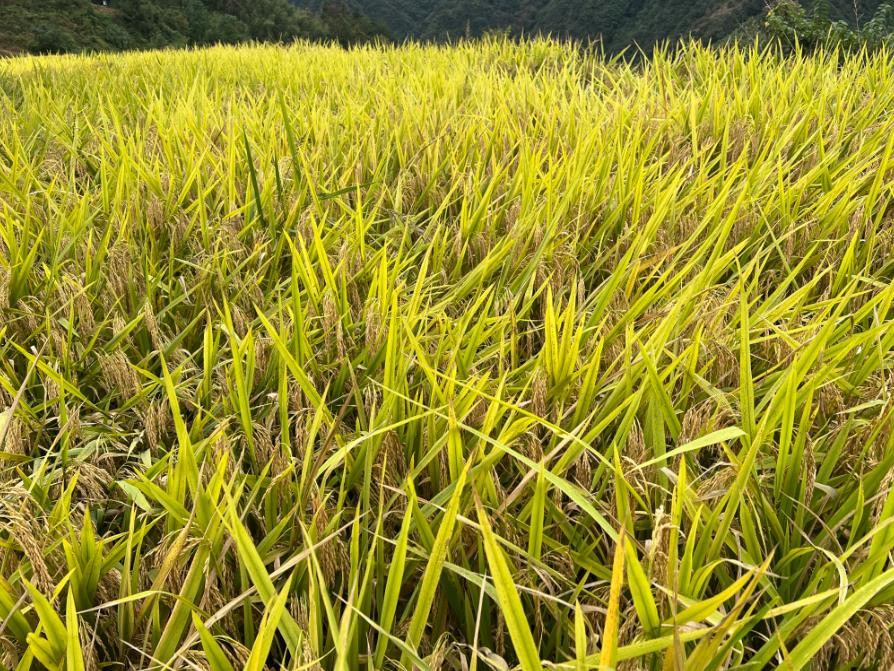 黑龍江省農業農村廳召開全省秋冬季秸稈綜合利用工作視頻推進會議