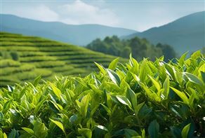 四川省調(diào)整軌道運(yùn)輸機(jī)和茶葉色選機(jī)補(bǔ)貼額