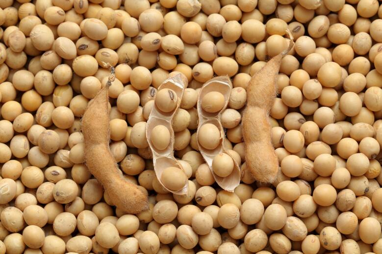 2025年河北省强农惠农政策明白纸之大豆玉米带状复合种植