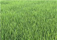 深耕人才沃土 鍛造現(xiàn)代植保先鋒隊