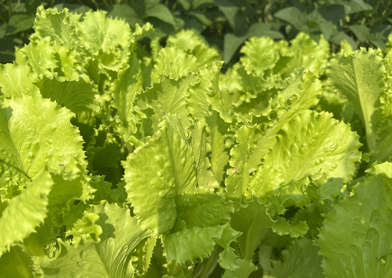 黑龍江省2026年蔬菜備春耕生產(chǎn)建議