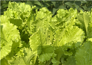 黑龍江省2026年蔬菜備春耕生產(chǎn)建議