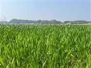 2026年大麥生產技術意見